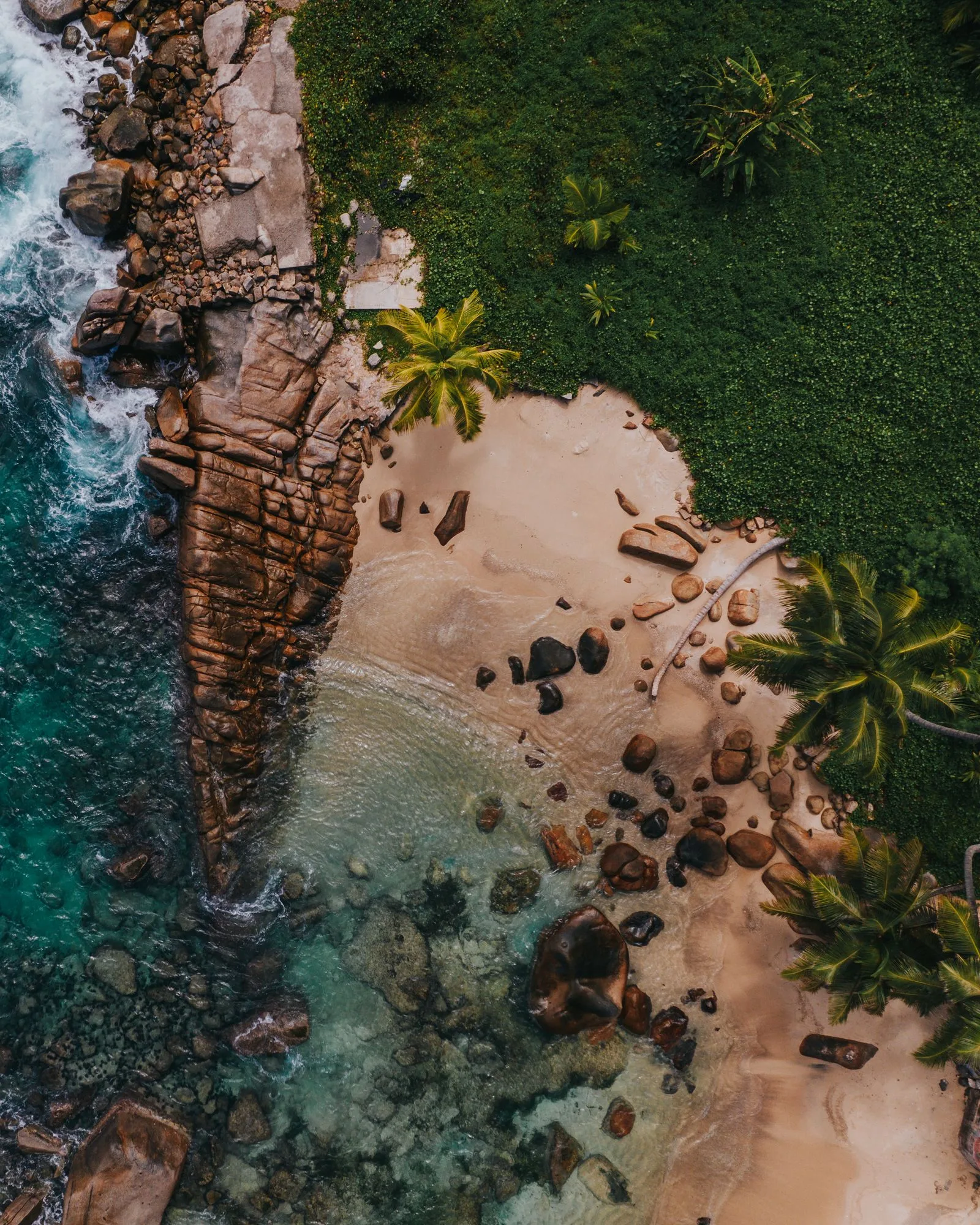 Palm canopy beside a Seychelles cove