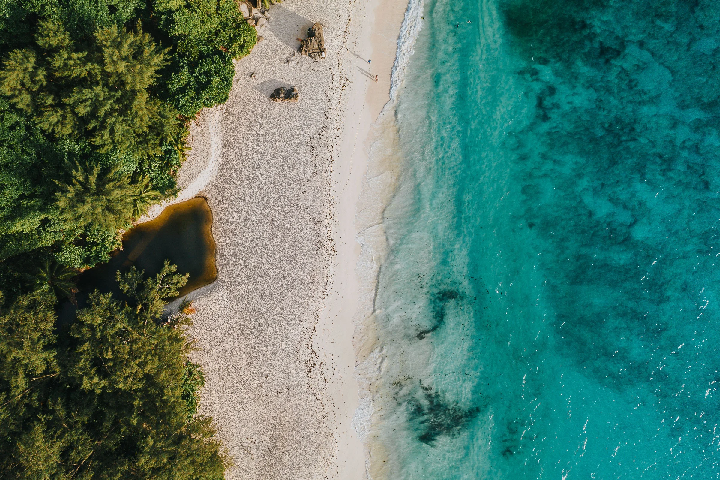 Forest meeting a pale sand beach