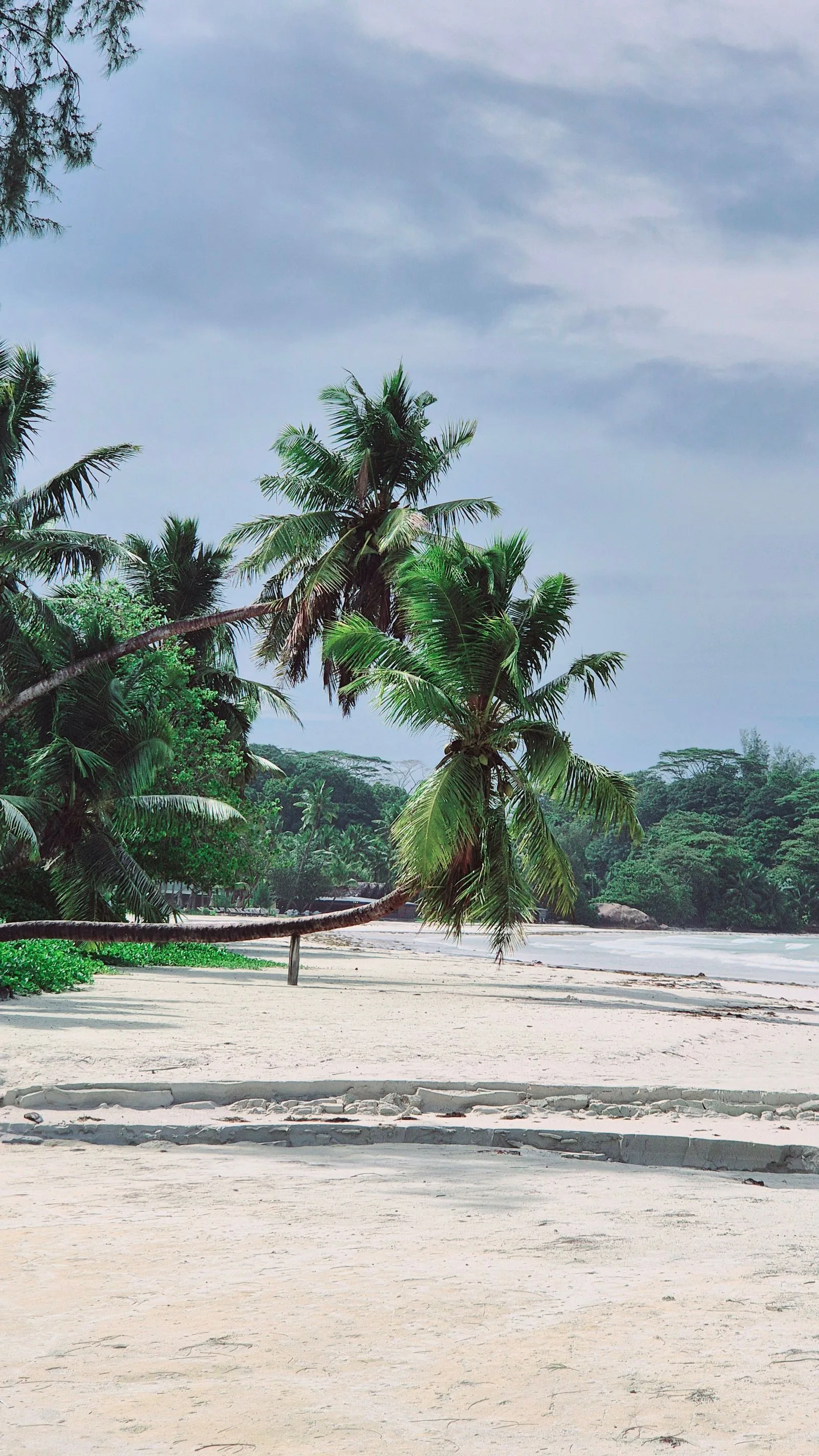 Palm trees beside a sandy beach on Praslin